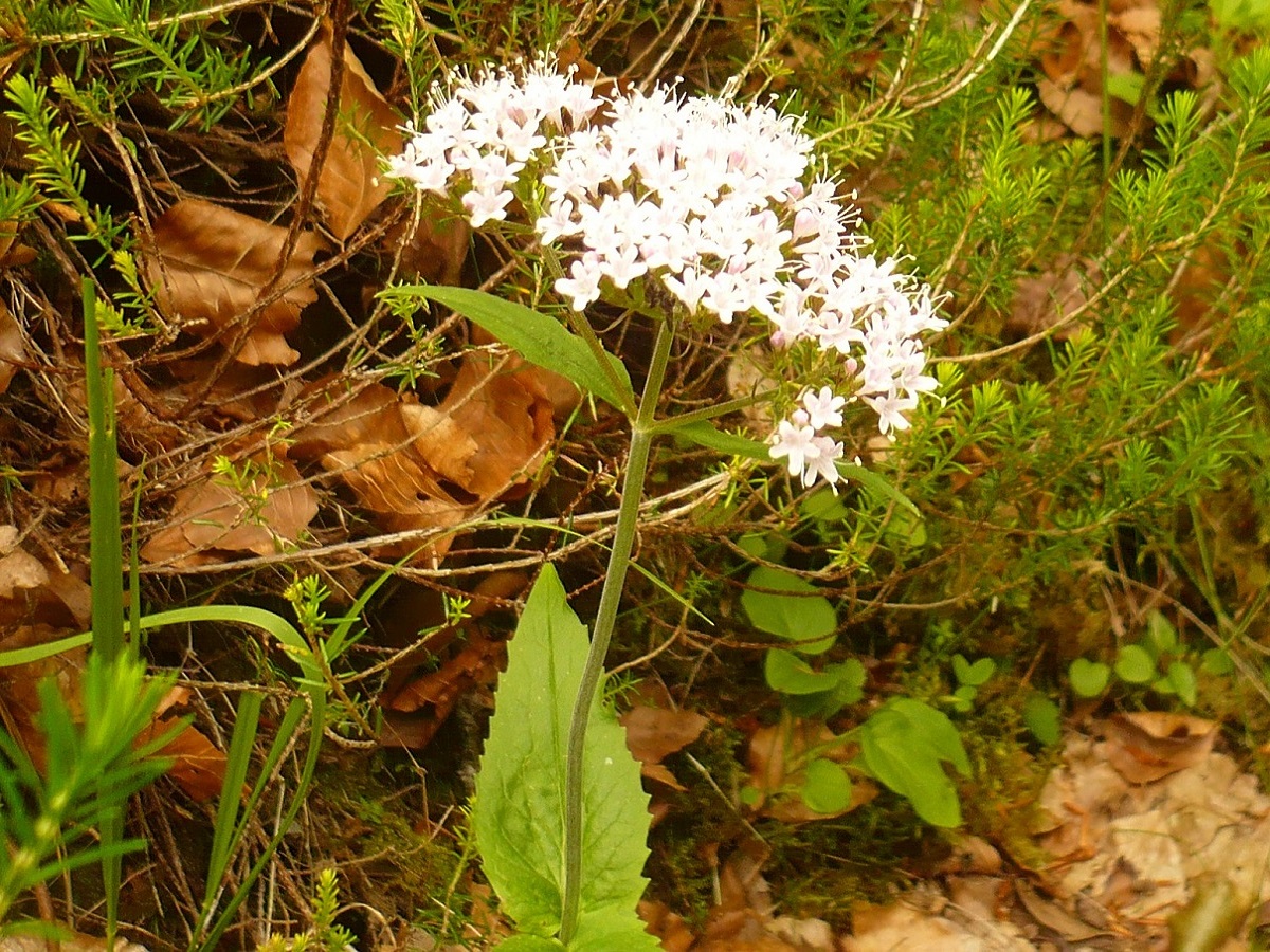 Valeriana montana (Caprifoliaceae)